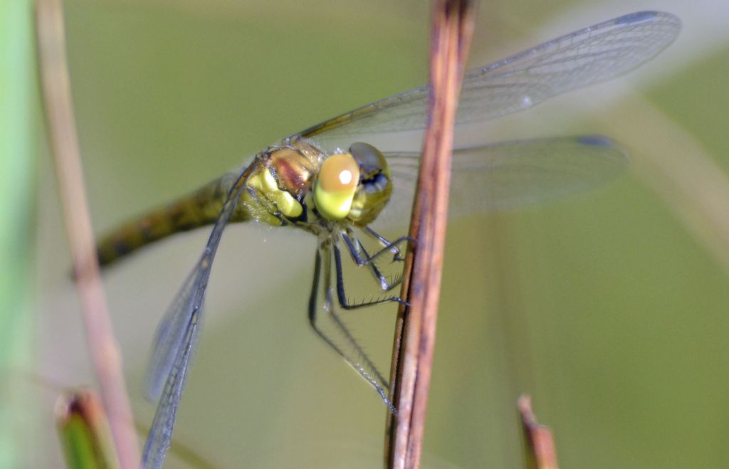 Sympetrum 1 id.